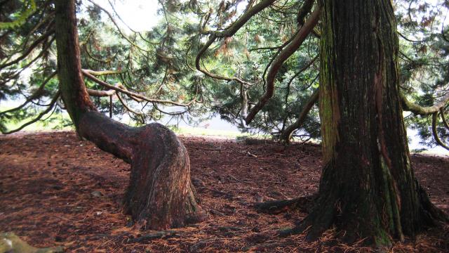 arboretum-bagnoles-orne