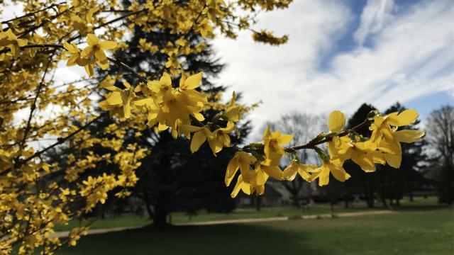 fleurs-arboretum-bagnoles-orne1