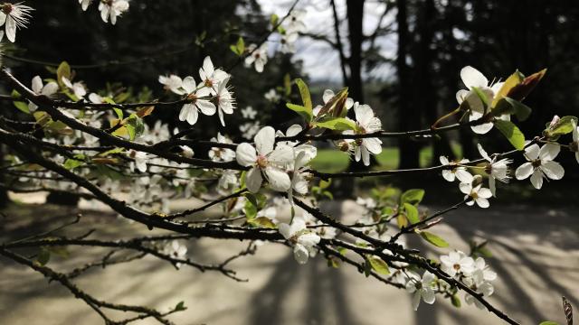 fleurs-arboretum-bagnoles-orne2