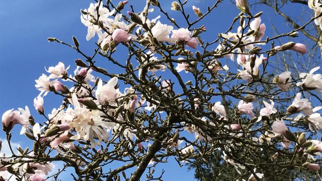 fleurs-arboretum-bagnoles-orne3