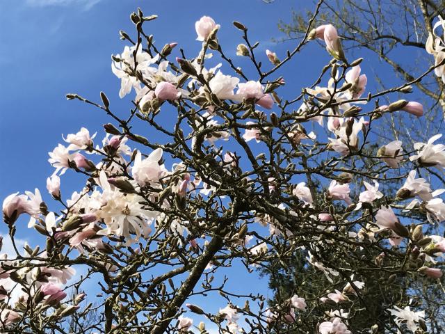 fleurs-arboretum-bagnoles-orne3