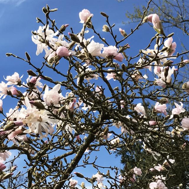 fleurs-arboretum-bagnoles-orne3