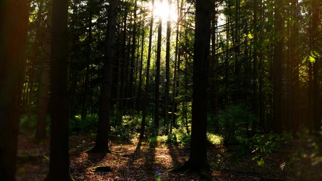 bagnoles-orne-foret-andaines2