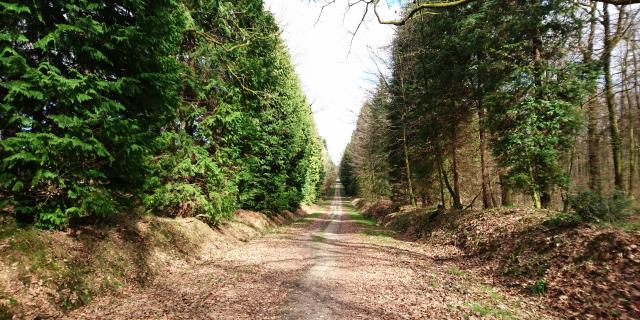 bagnoles-orne-foret-andaines-allee-forestiere