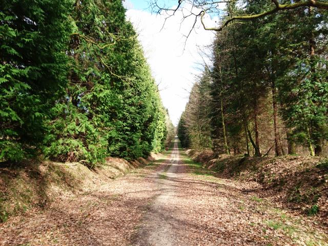 bagnoles-orne-foret-andaines-allee-forestiere