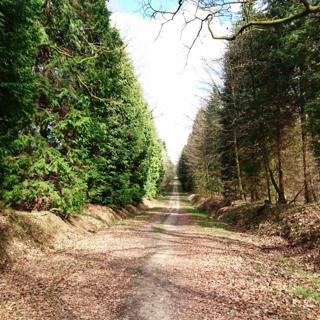 bagnoles-orne-foret-andaines-allee-forestiere