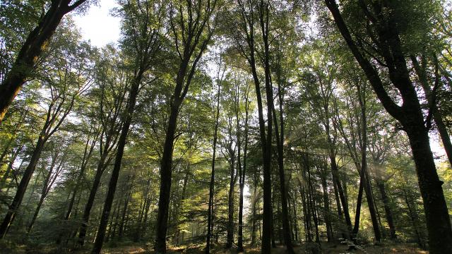 foret-arbre-bagnoles-orne-4