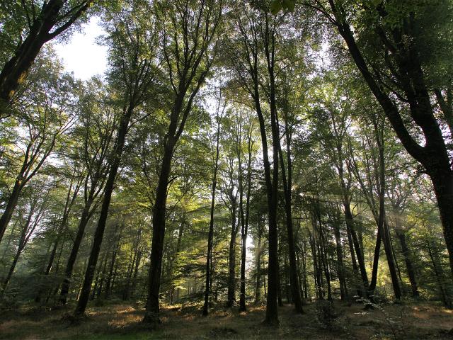 foret-arbre-bagnoles-orne-4