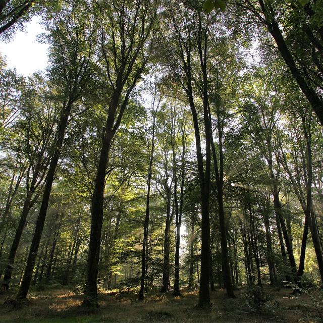 foret-arbre-bagnoles-orne-4