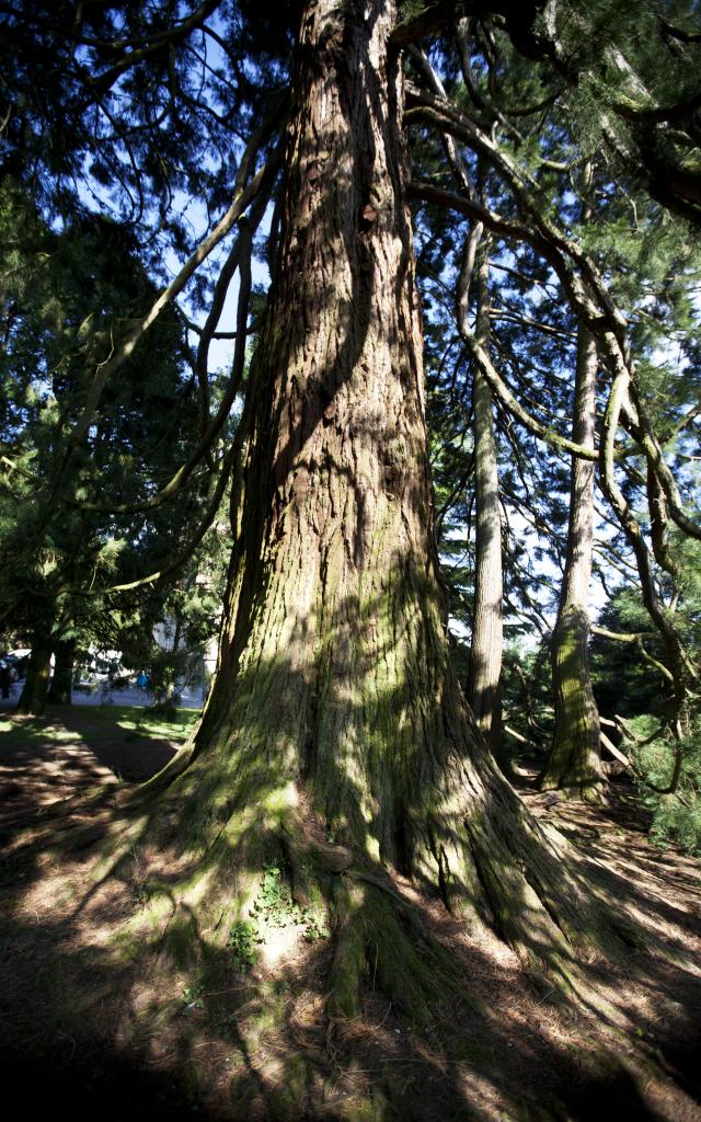 foret-arbre-bagnoles-orne