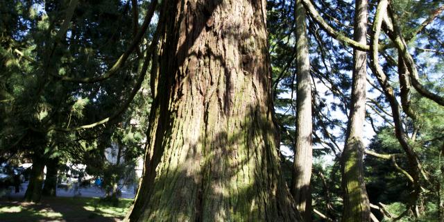 foret-arbre-bagnoles-orne