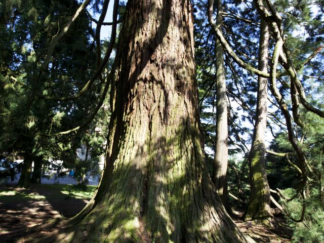 foret-arbre-bagnoles-orne