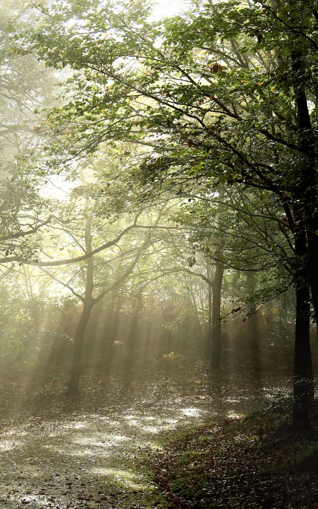 bagnoles-orne-foret-andaines-brume-1