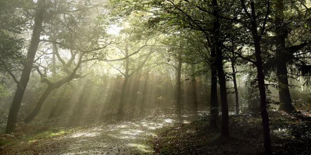 bagnoles-orne-foret-andaines-brume-1