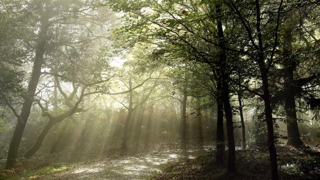 bagnoles-orne-foret-andaines-brume-1