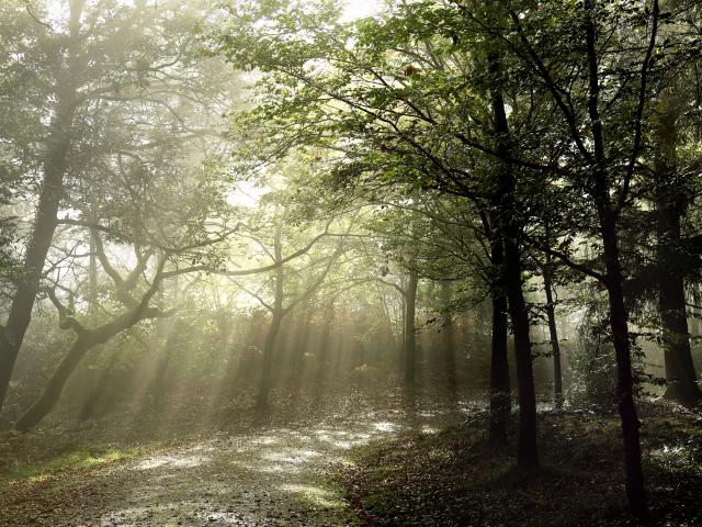 bagnoles-orne-foret-andaines-brume-1