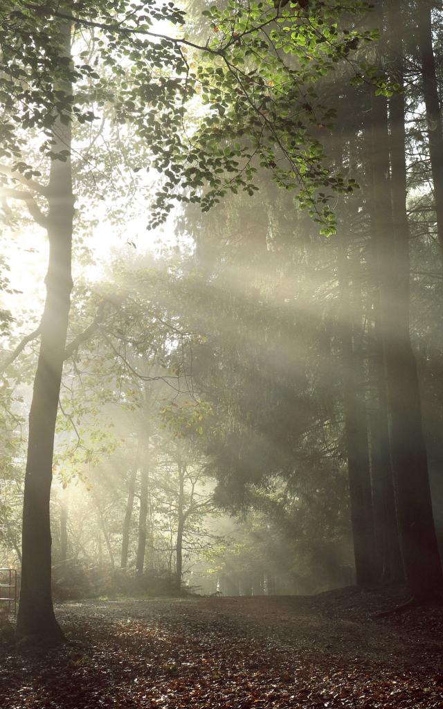 bagnoles-orne-foret-andaines-brume-2