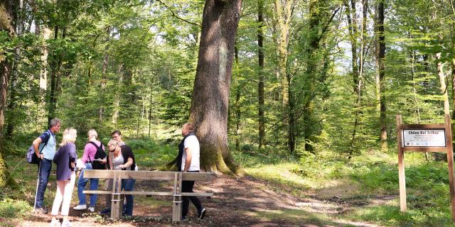 bagnoles-orne-foret-chene-arthur-2