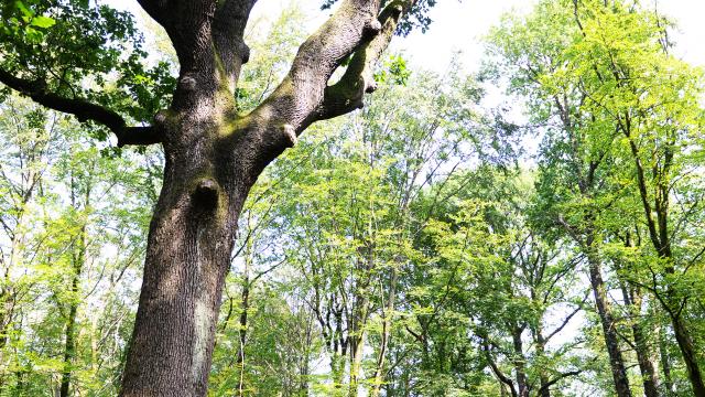 bagnoles-orne-foret-chene-arthur