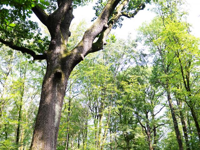 bagnoles-orne-foret-chene-arthur