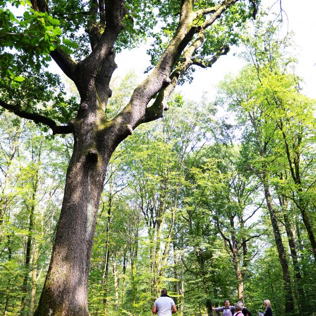 bagnoles-orne-foret-chene-arthur