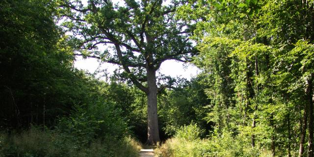 foret-andaines-chene-hippolyte-bagnoles-orne