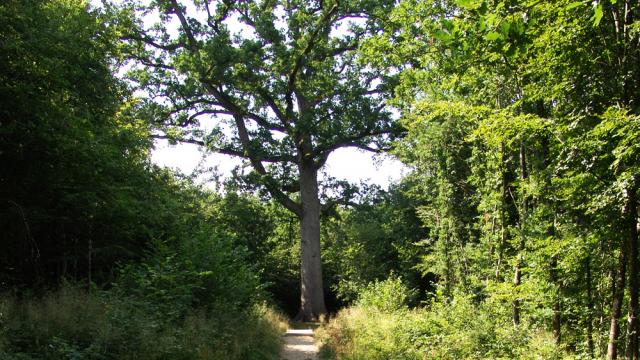 foret-andaines-chene-hippolyte-bagnoles-orne