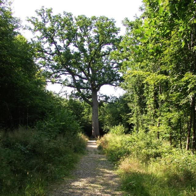 foret-andaines-chene-hippolyte-bagnoles-orne