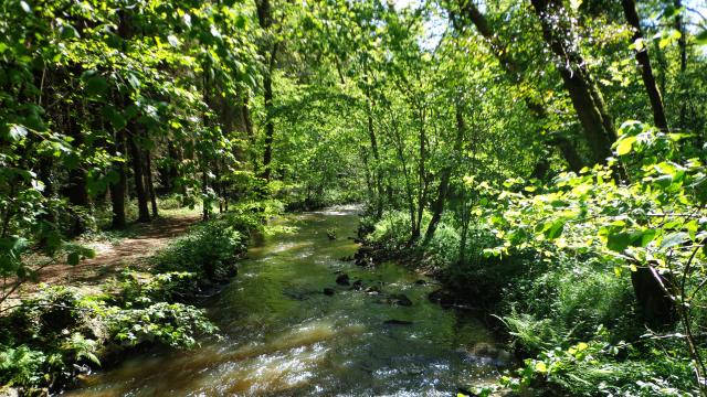 foret-andaines-gorges-villiers-riviere