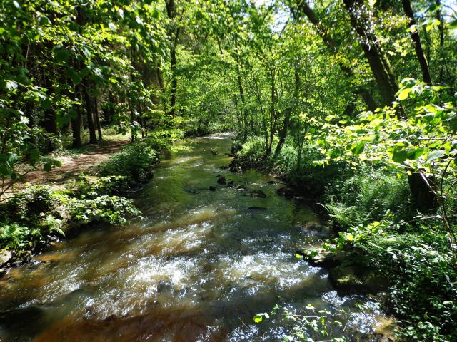 foret-andaines-gorges-villiers-riviere