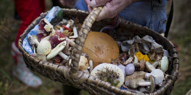 Bagnoles Orne Cueillette Panier Champignons Manoir Foret Andaines