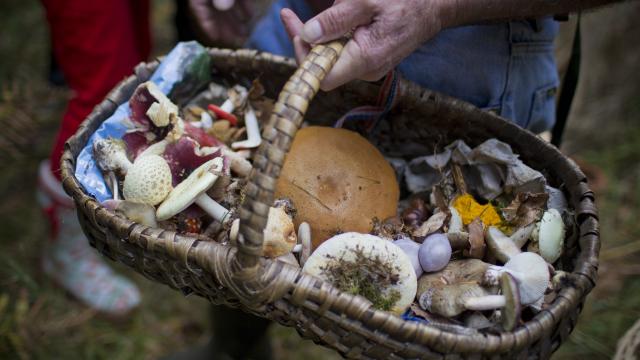 Bagnoles Orne Cueillette Panier Champignons Manoir Foret Andaines