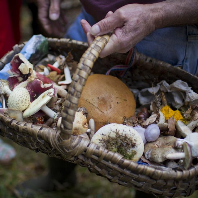 Bagnoles Orne Cueillette Panier Champignons Manoir Foret Andaines