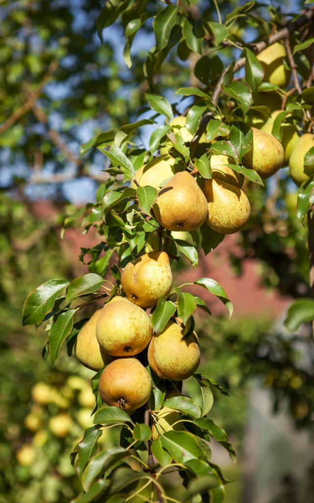 bagnoles-orne-poire-verger-poirier-adobestock.jpeg