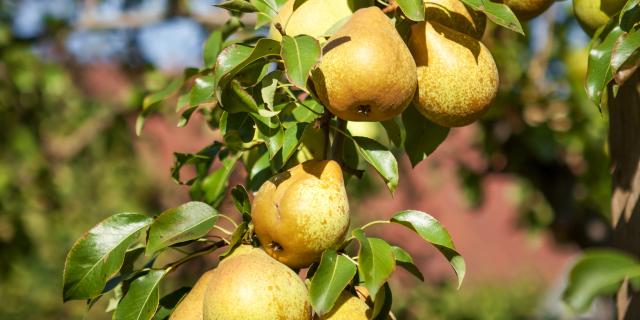 Juicy green pears hanging on the tree.