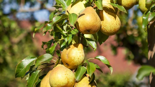 Juicy green pears hanging on the tree.