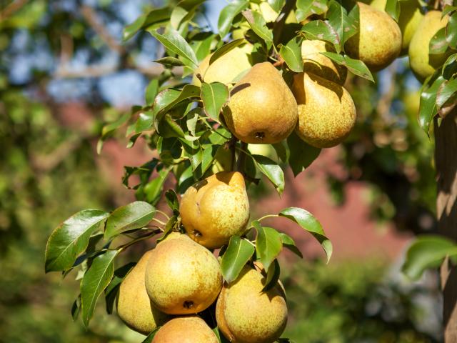 Juicy green pears hanging on the tree.