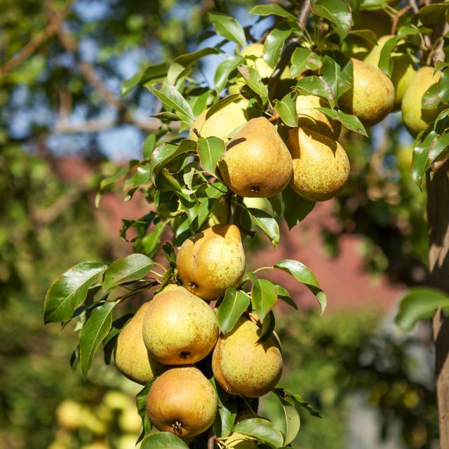 Juicy green pears hanging on the tree.