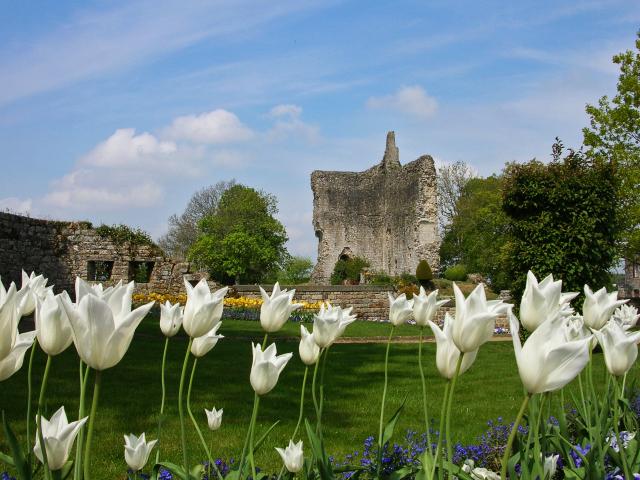 Domfront Chateau Cite Medievale Fortification Vestige Ruines Tulipes