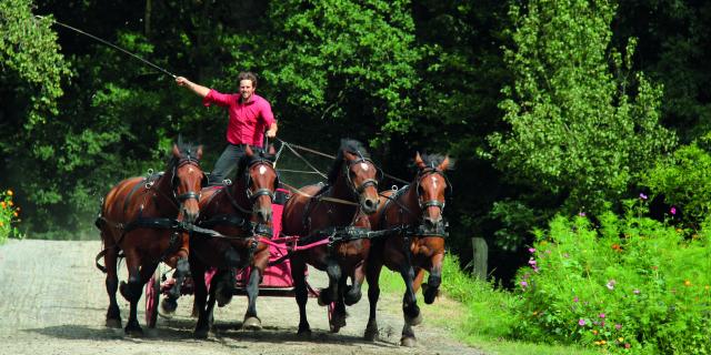 Juvigny Val Dandaine Michaudiere Ferme Cheval Trait Spectacle Equestre Bocage Normand