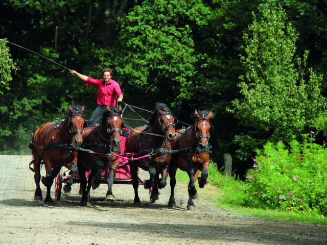 Juvigny Val Dandaine Michaudiere Ferme Cheval Trait Spectacle Equestre Bocage Normand