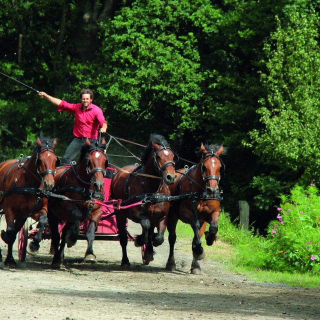 Juvigny Val Dandaine Michaudiere Ferme Cheval Trait Spectacle Equestre Bocage Normand