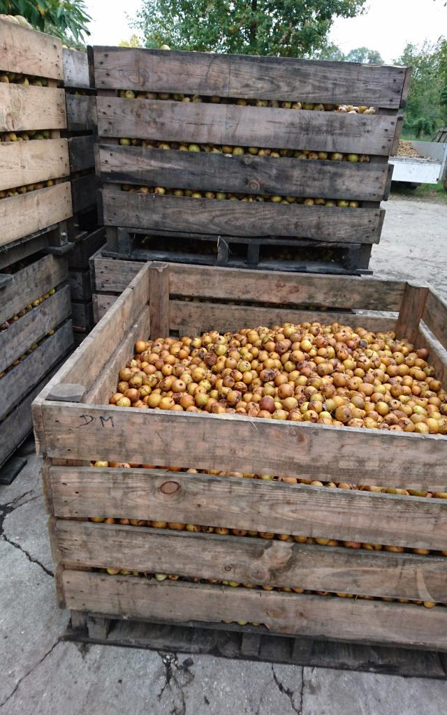 Recolte Pomme Ferme Bois Derouault (1)