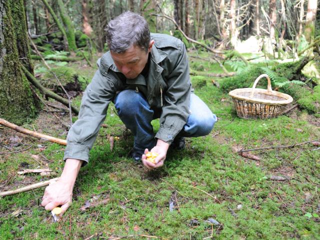 bagnoles-orne-cueillette-panier-champignons-cueillette-foret-adobestock.jpeg