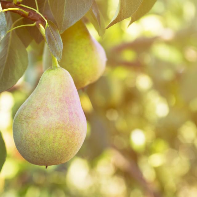 Ripe pear on a tree