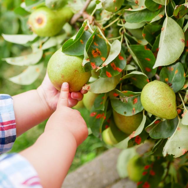 A child with a pear. played with fruit on the grass. Child taking ripe pears at orchard in autumn. Little boy wanting to eat sweet fruit from tree in garden at fall harvest. Infant and baby food concept. Healthy nutrition. Outdoor fun for children