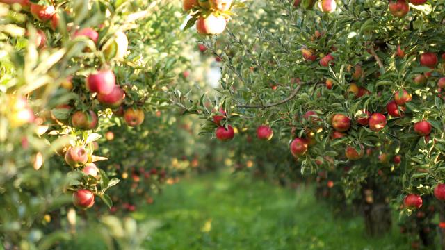 picture of a Ripe Apples in Orchard ready for harvesting,Morning shot