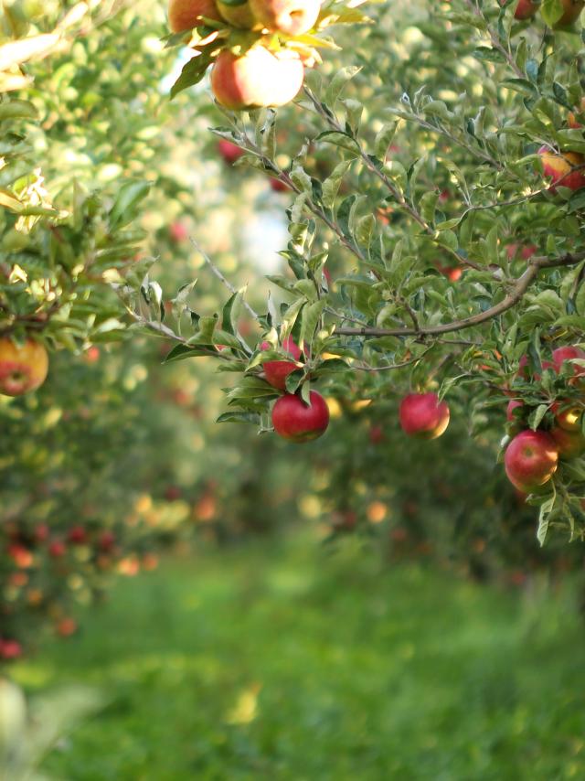 picture of a Ripe Apples in Orchard ready for harvesting,Morning shot