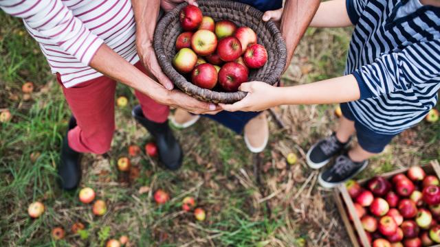 Unrecognizable grandparents with grandson holding a basket full of apples in orchard. Top view.