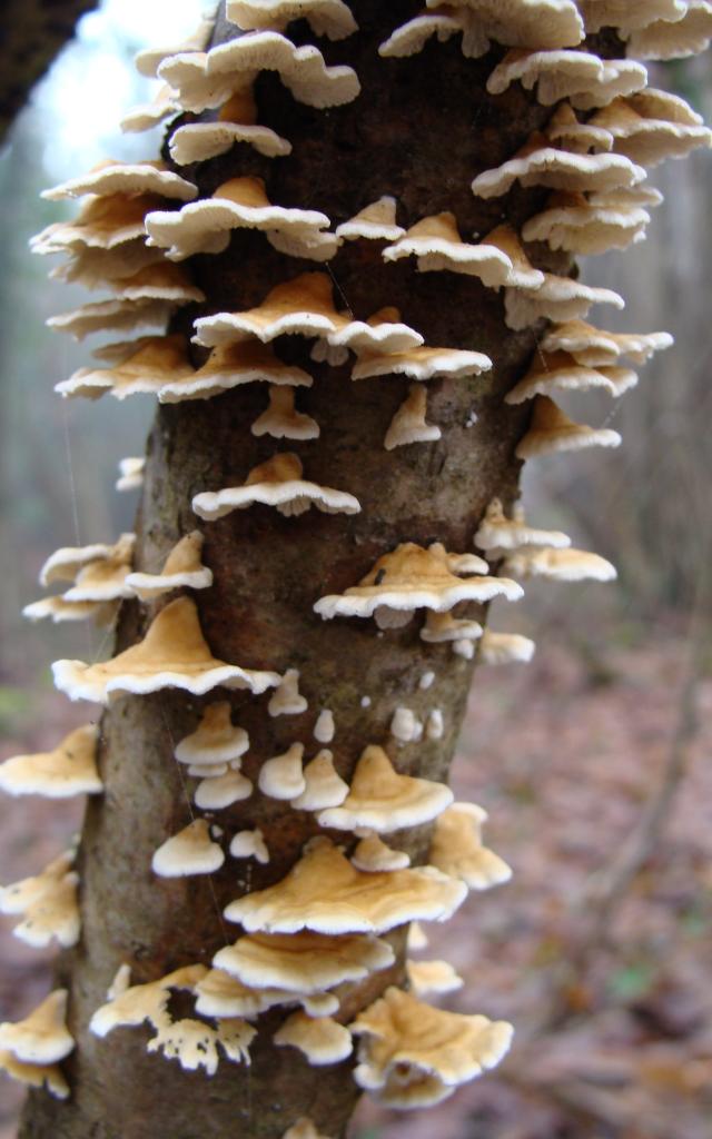 bagnoles-orne-sortie-nature-famille-champignon-activite-plein-air-foret-2.jpg